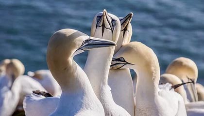 中方反制奏效了！荷兰约见中方高层，请求解决断供危机