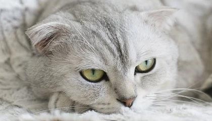 5173是怎么交易的啊