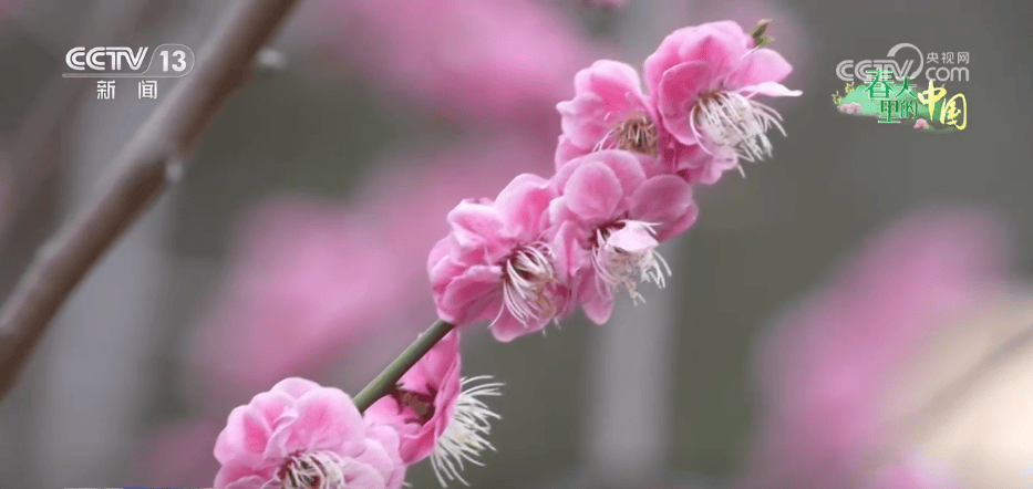 百花灼灼带火乡村文旅消费 “赏花+”让“流量”变“留量”