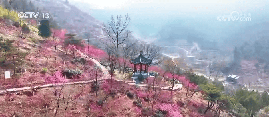 百花灼灼带火乡村文旅消费 “赏花+”让“流量”变“留量”