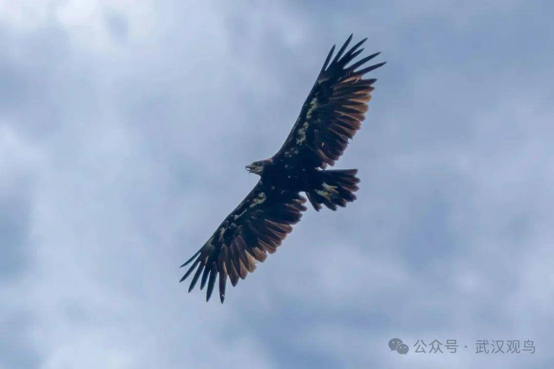 首次！40℃的武汉冒出一只乌雕！身穿“羽绒服”的它边飞边张口散热