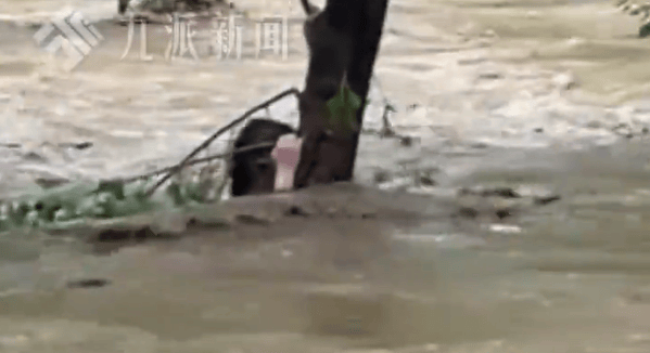 强降雨致河北一露营地突发山洪,多人被困,亲历者:大家抱着一棵树坚持了7个小时