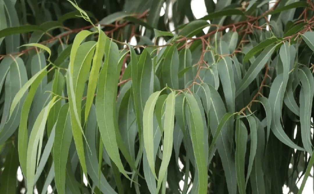 超6000例！仍在新增！或发展成慢性病及有后遗症！上海华山医院：这些驱蚊产品没用！