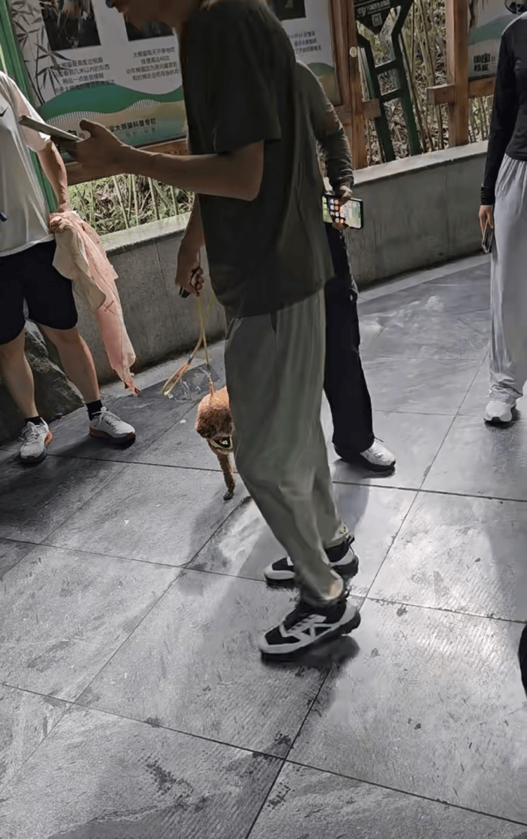 河南一动物园熊猫馆多次被曝有宠物狗入内，园方：紧急消杀，已开除涉事保安