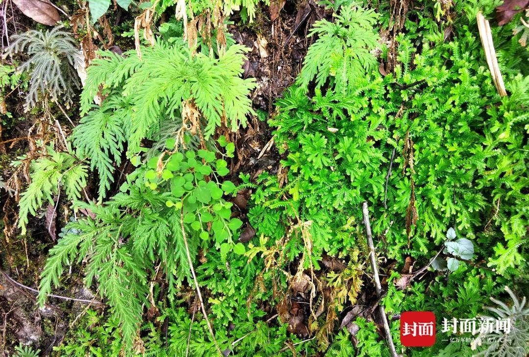 还魂草“复活”、崖柏成林、阳鱼穿溪!巴山大峡谷藏了多少宝藏?